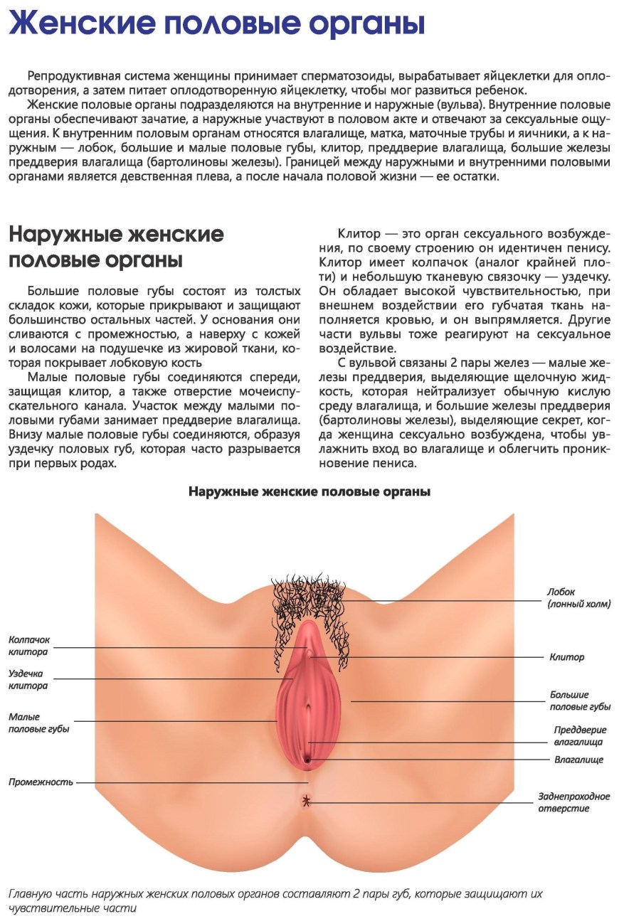 Строение женских.половых органов внешнее