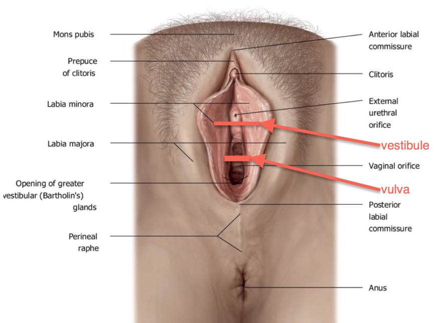 Body System of vagina