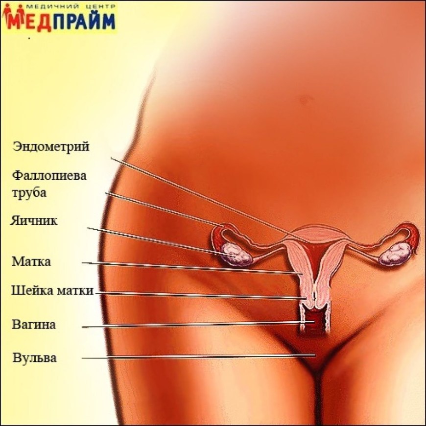 Расположение половых органов у женщин