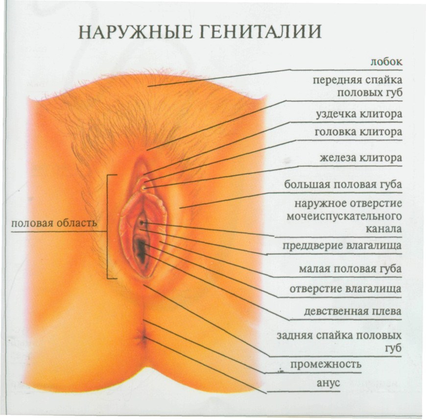 Наружные женские половые органы