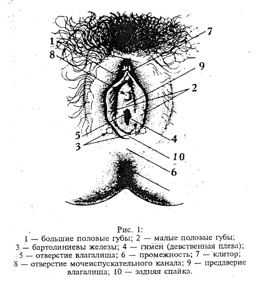 Строение женских.половых органов